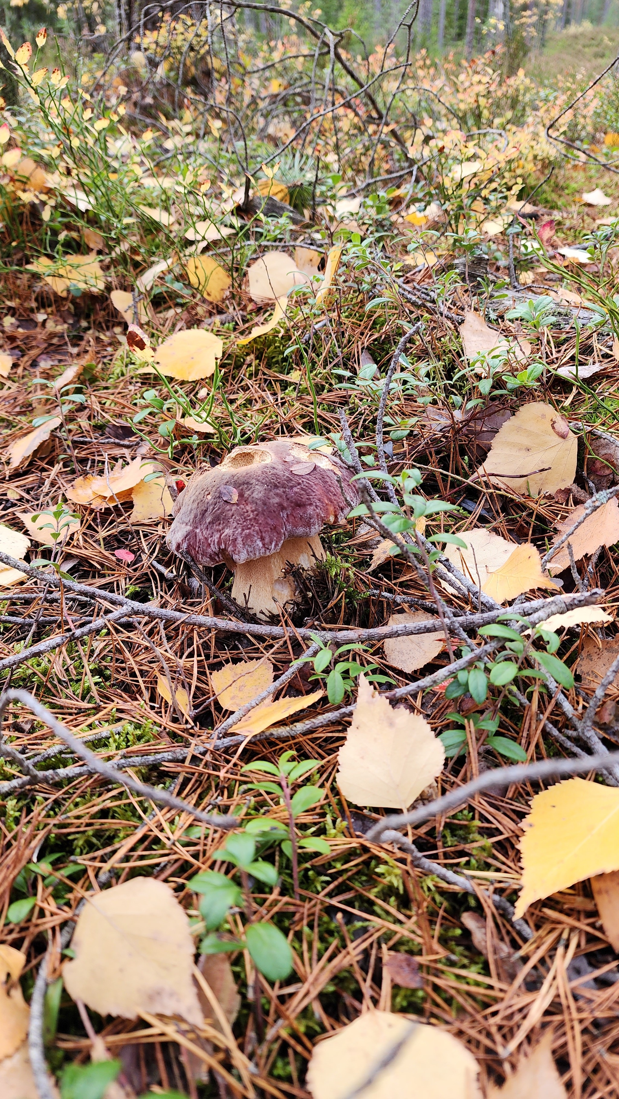 End of mushroom season - My, Vyborgsky District, Mushrooms, Longpost