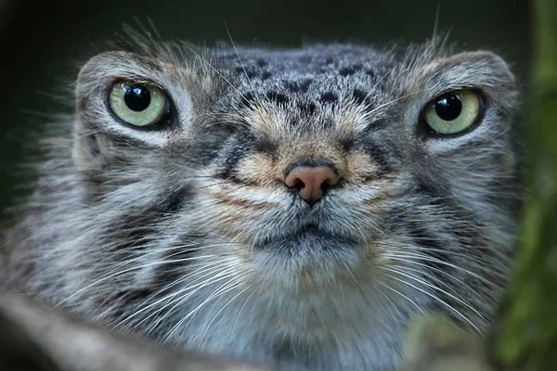 nightmanul - Birthday, Congratulation, Pallas' cat, Pet the cat, Humor