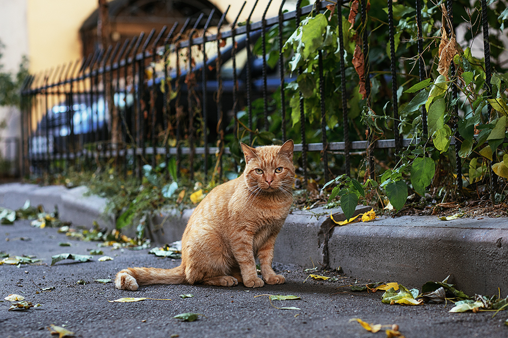 Немного котиков-бомжиков вам в ленту - Моё, Санкт-Петербург, Город, Кот, Прогулка по городу, Длиннопост