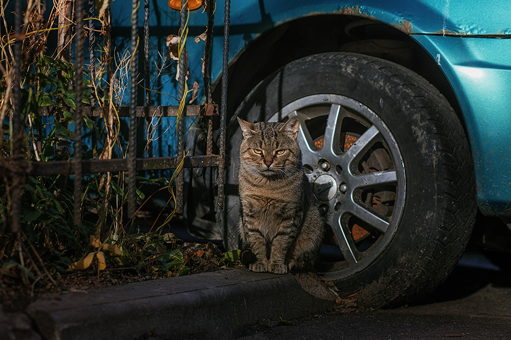 Немного котиков-бомжиков вам в ленту - Моё, Санкт-Петербург, Город, Кот, Прогулка по городу, Длиннопост