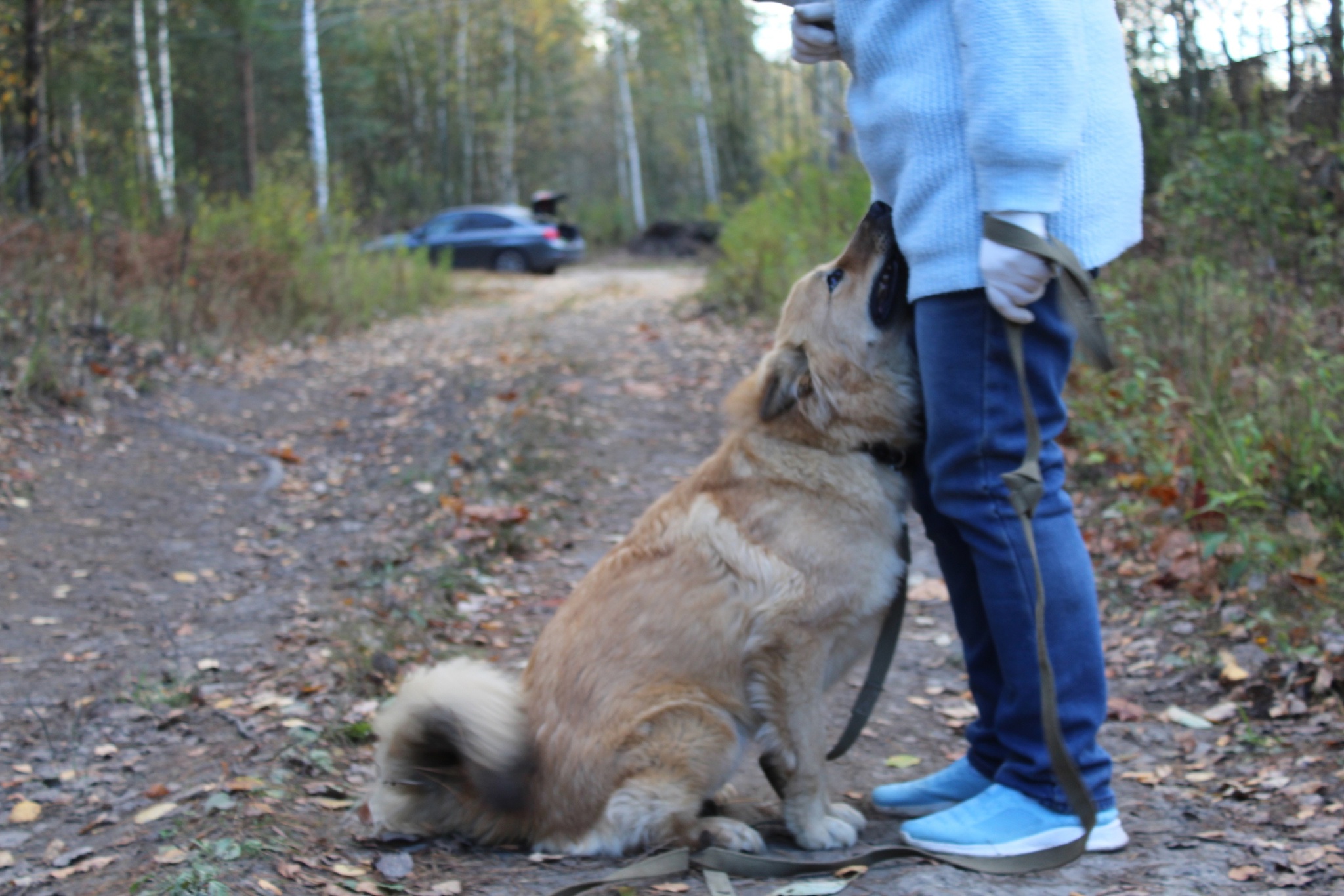 Fox dog Molly is waiting in the owner's shelter - In good hands, Homeless animals, Animal shelter, Dog, Shelter, Moscow, Elektrogorsk, Elektrostal, Longpost