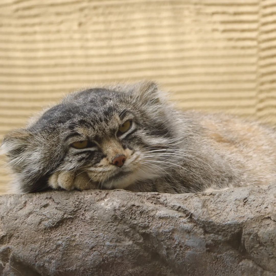 For those who go to bed, restful sleep - Pet the cat, Pallas' cat, Small cats, Cat family, Mammals, Animals, Wild animals, Zoo, The photo, Fluffy, Dream, Longpost