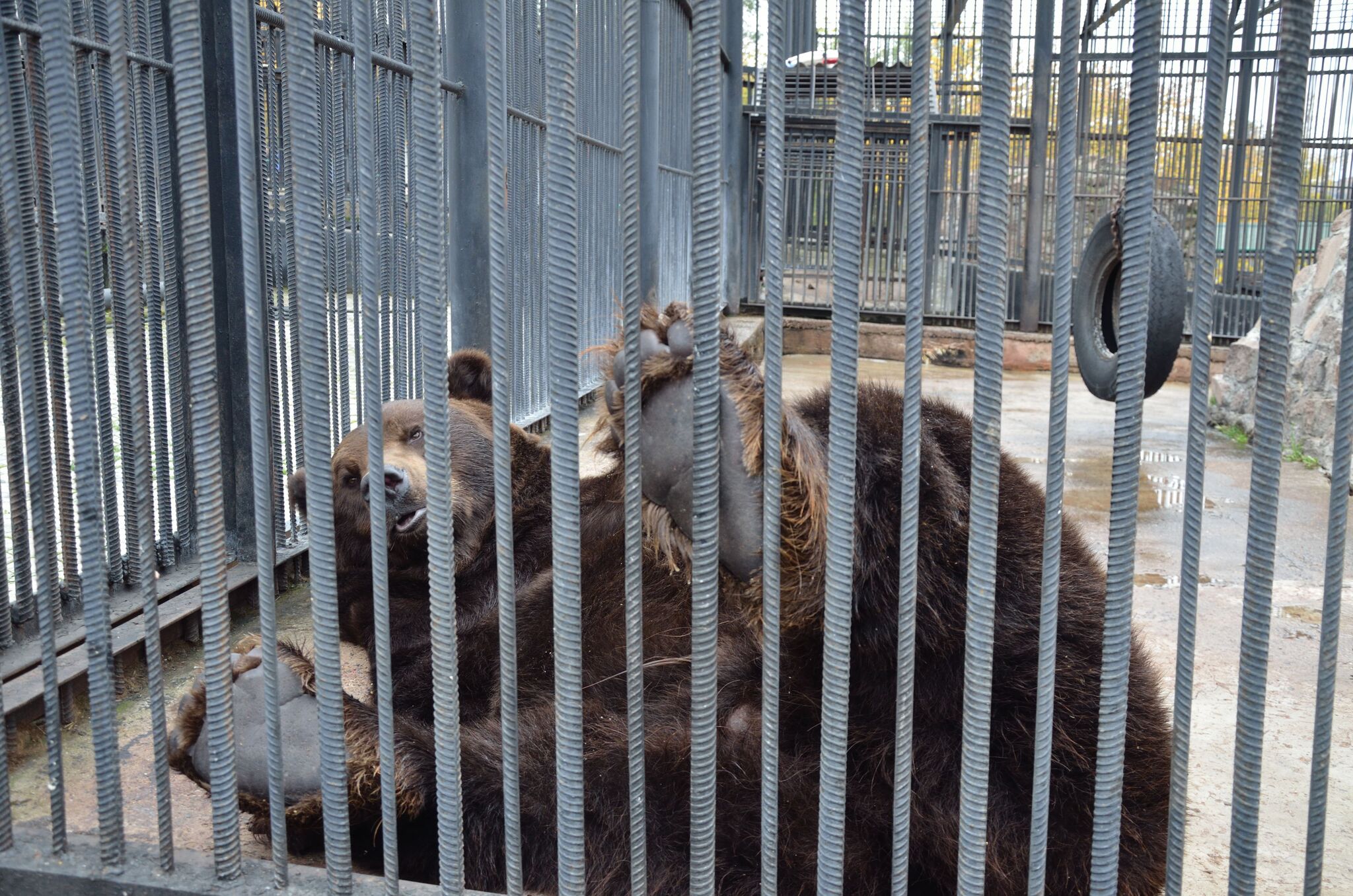 45th Trampled??? No way! Measure again! - My, The photo, Krasnoyarsk, Siberia, Menagerie, The Bears, Brown bears, Paws, Milota