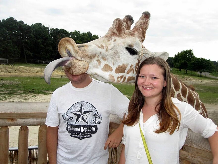 Lucky shot - Frame, Africa, Giraffe, Language, The photo