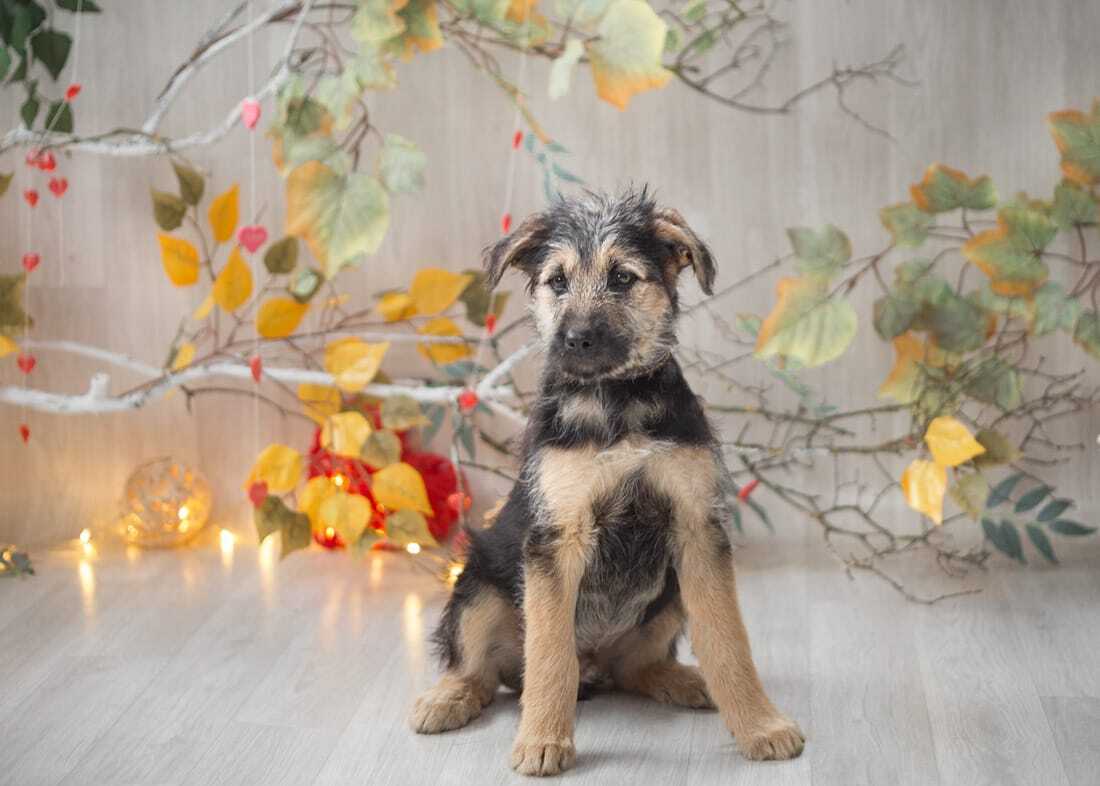 Looking for a home faithful friend Tishka! - My, Moscow region, In good hands, Moscow, Puppies, Milota, No rating, Homeless animals, Overexposure, Volunteering, Longpost