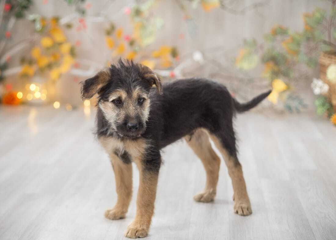 Looking for a home faithful friend Tishka! - My, Moscow region, In good hands, Moscow, Puppies, Milota, No rating, Homeless animals, Overexposure, Volunteering, Longpost