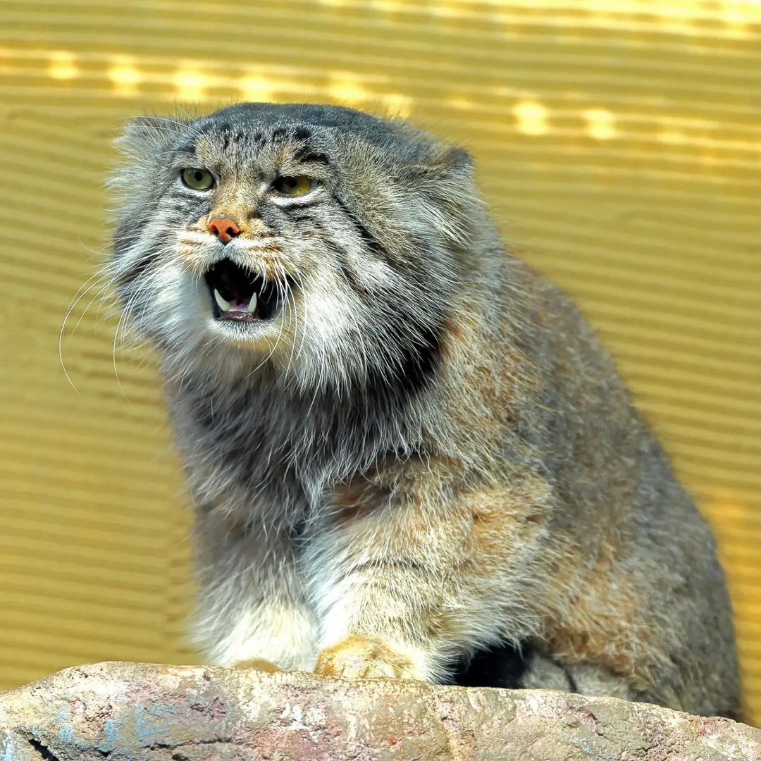 Саблезубый кот домашний фото