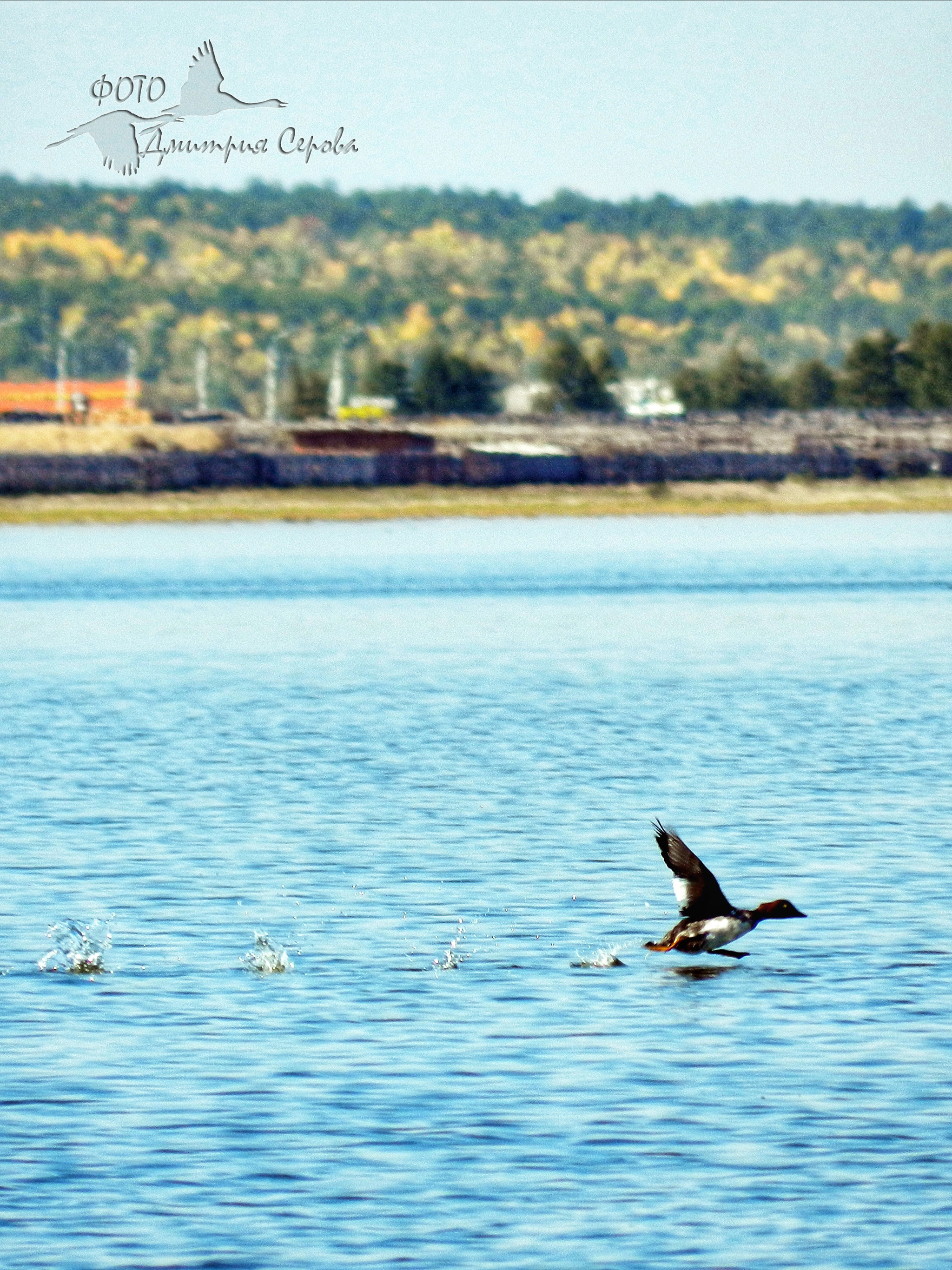 Photos of birds continued - My, Nikon, Nature, I want criticism, Buryatia, Birds, Longpost