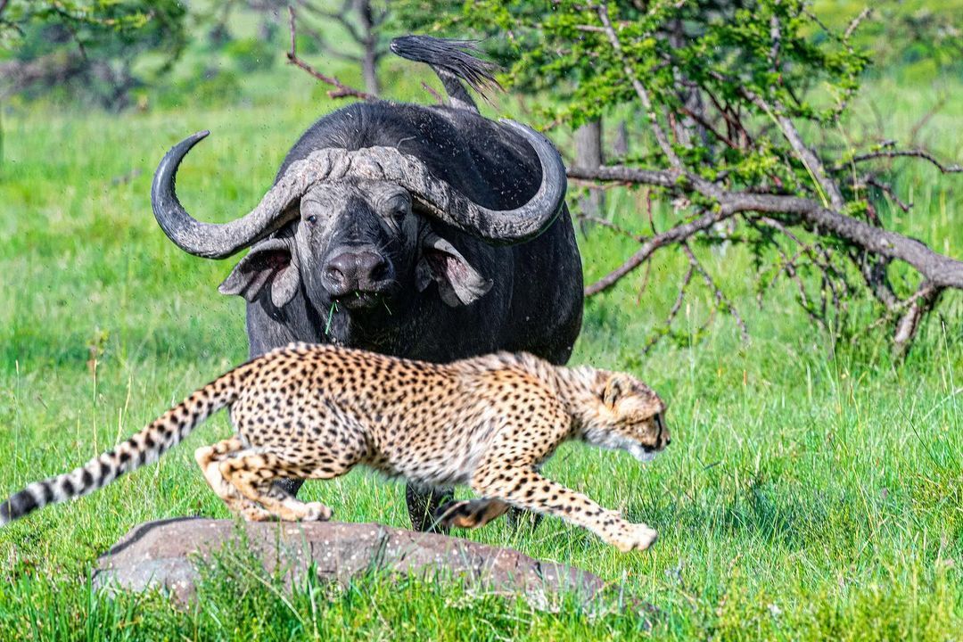 Thrill seeker - Cheetah, Rare view, Small cats, Cat family, African buffalo, Artiodactyls, Mammals, Animals, Wild animals, wildlife, Nature, Reserves and sanctuaries, Africa, The photo, Young, Longpost