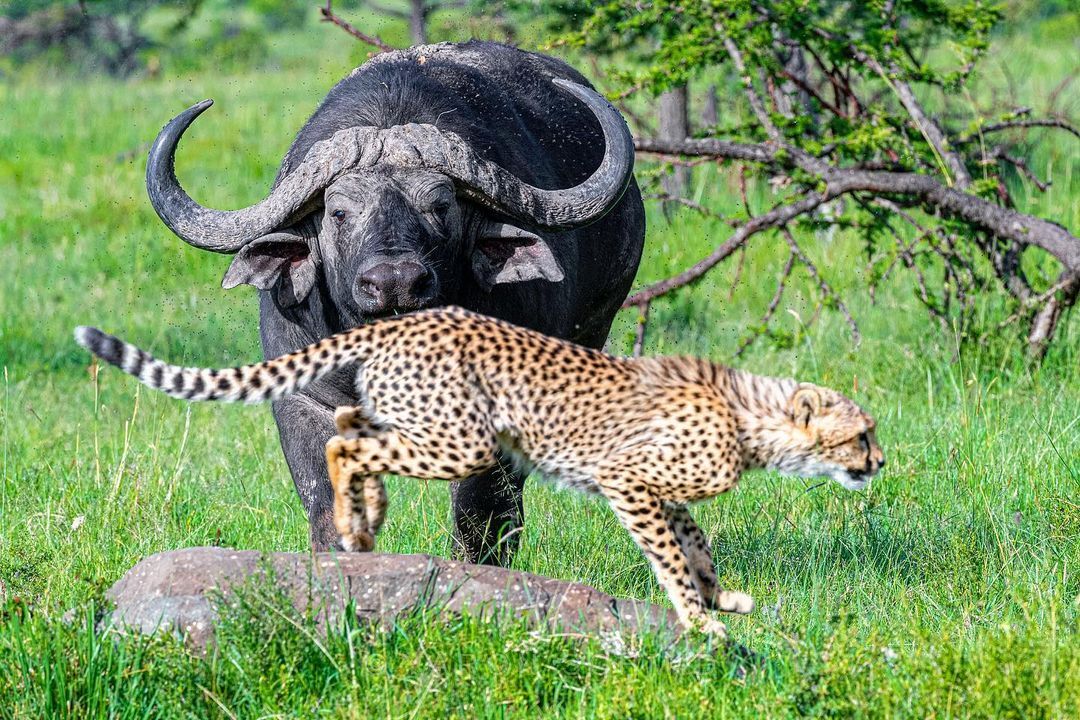 Thrill seeker - Cheetah, Rare view, Small cats, Cat family, African buffalo, Artiodactyls, Mammals, Animals, Wild animals, wildlife, Nature, Reserves and sanctuaries, Africa, The photo, Young, Longpost