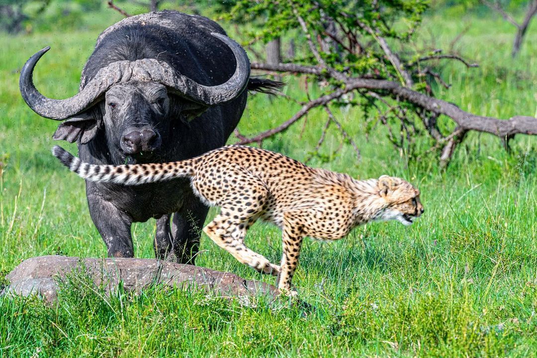 Thrill seeker - Cheetah, Rare view, Small cats, Cat family, African buffalo, Artiodactyls, Mammals, Animals, Wild animals, wildlife, Nature, Reserves and sanctuaries, Africa, The photo, Young, Longpost