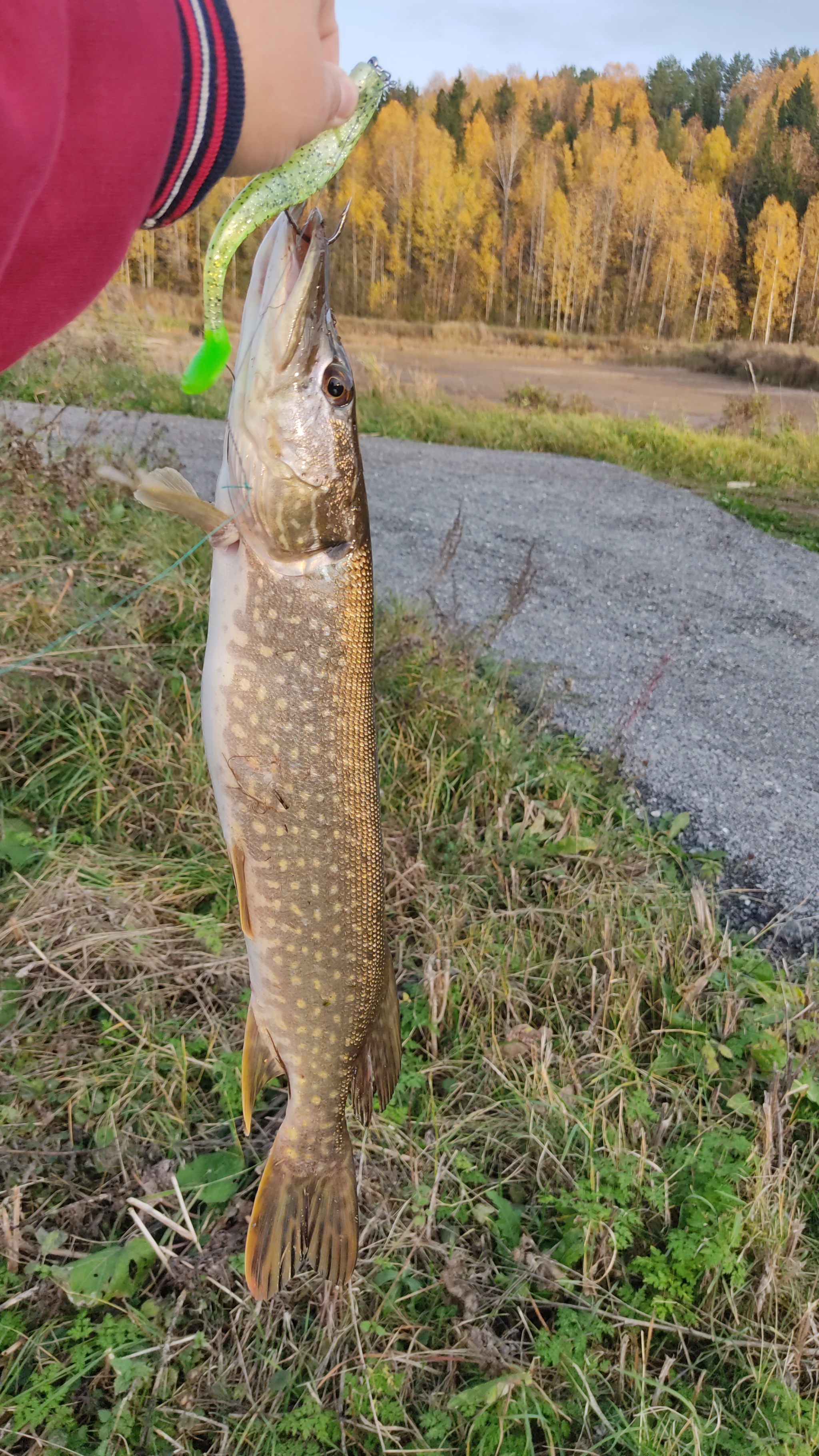 October. Pike. Shut up - My, Mat, Fishing, Pike, The photo, Longpost