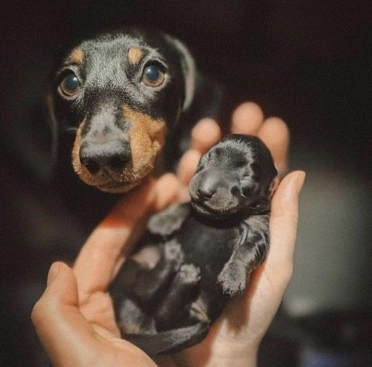 Happiness in the palms - The photo, Dog, Puppies, Dachshund, Milota, Pets