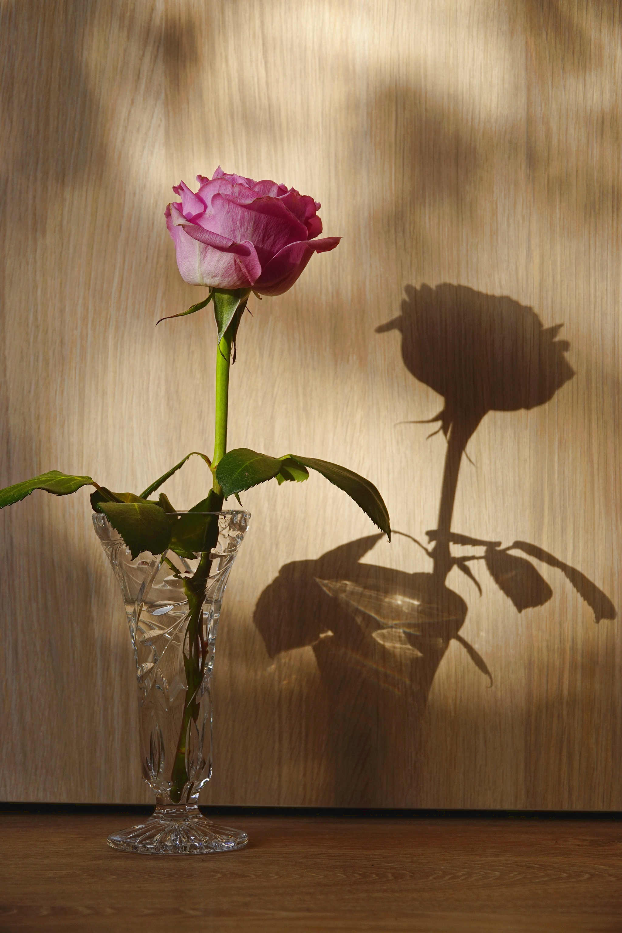 two roses - My, Netherlands (Holland), The photo, the Rose, Vase, Shadow