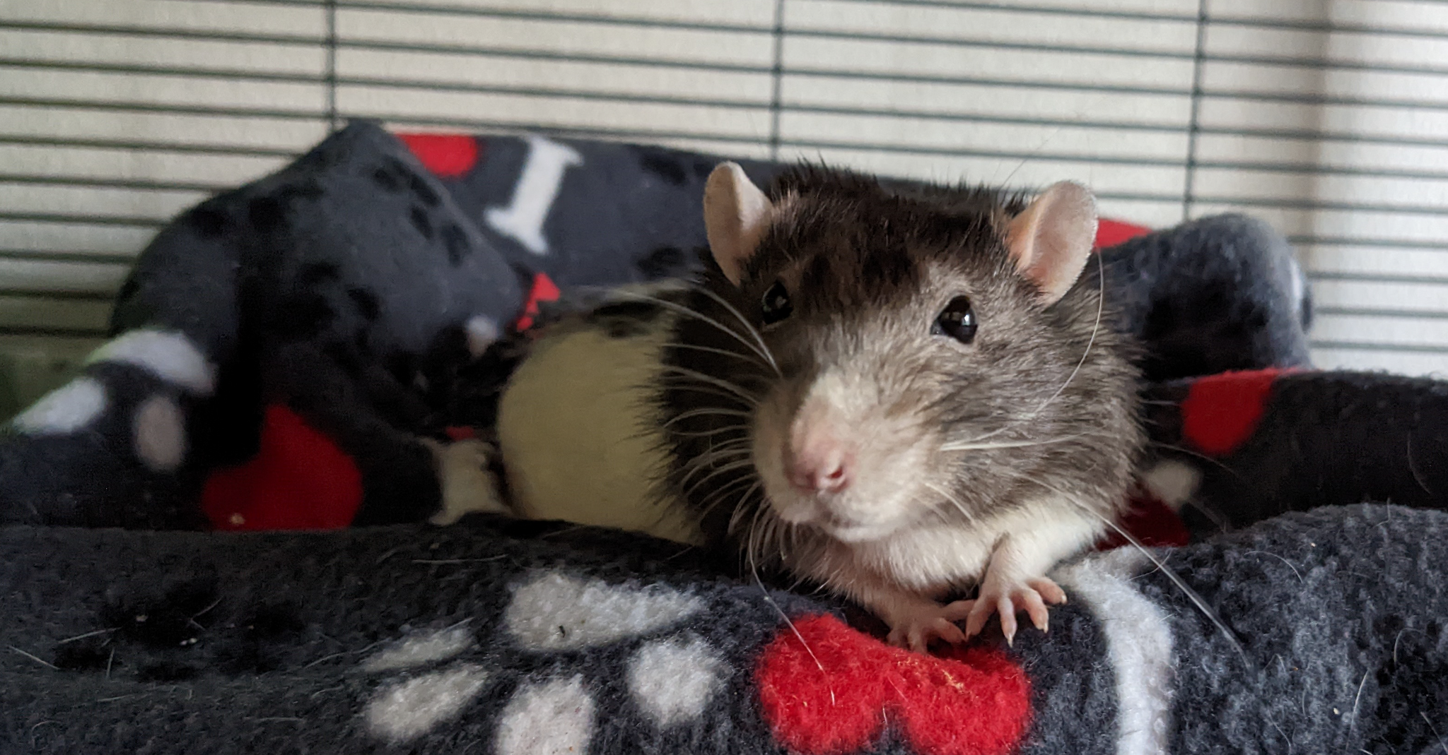 It's okay in the rat-bastion. - My, Decorative rats, Rat, Pets