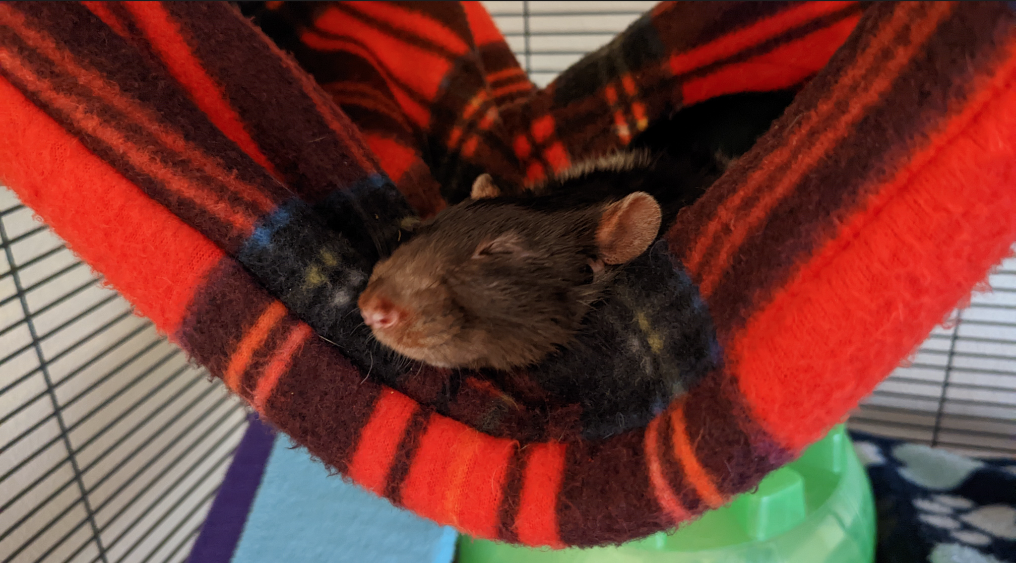 It's okay in the rat-bastion. - My, Decorative rats, Rat, Pets