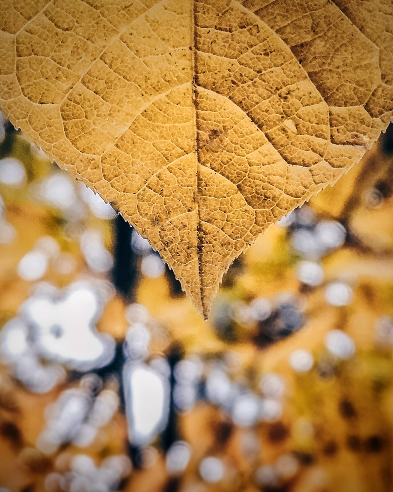 The Final Touches of Autumn - My, Nature, Mobile photography, The nature of Russia, Siberia, Krasnoyarsk, Krasnoyarsk region, Autumn, Autumn leaves