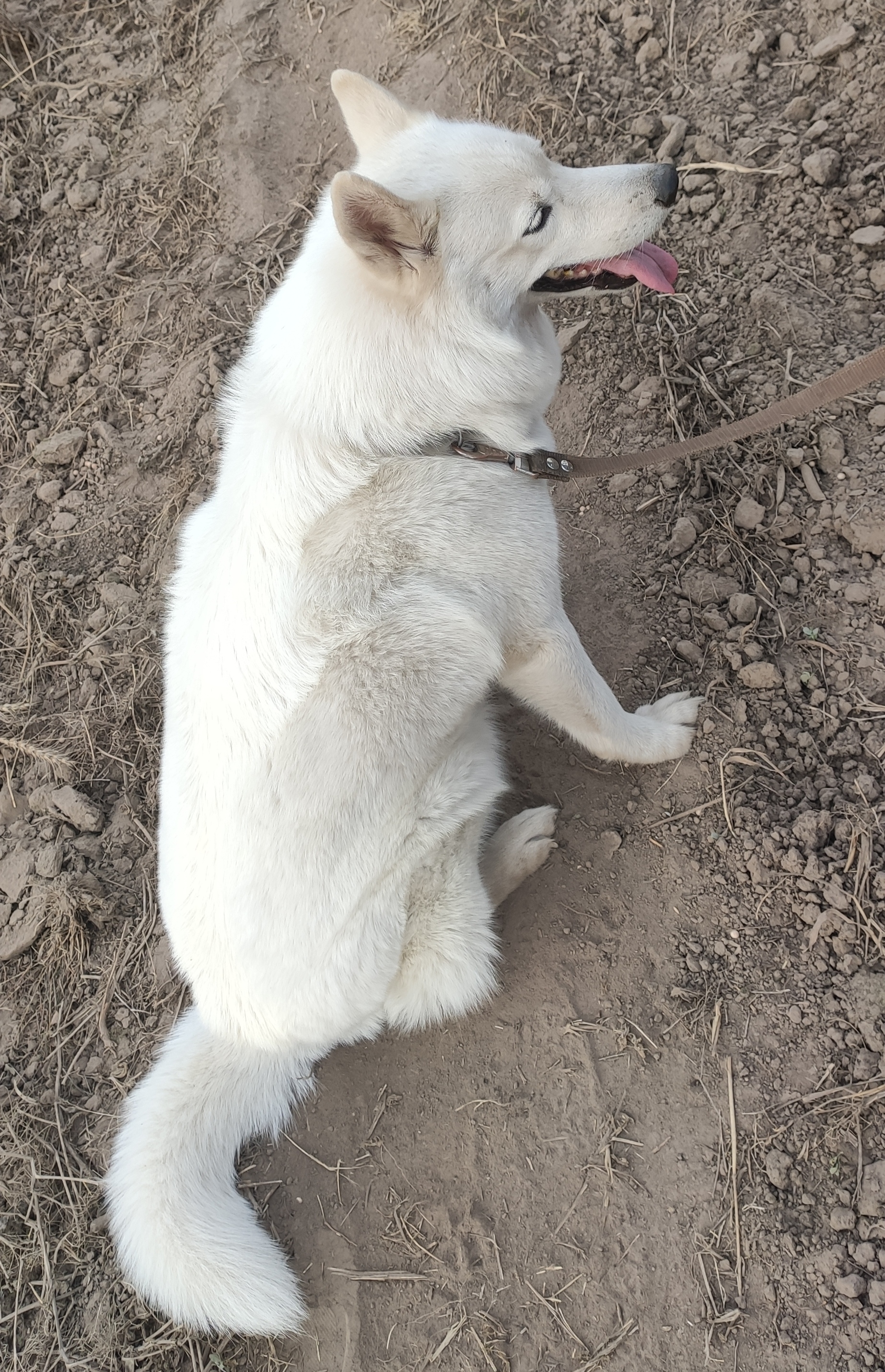 Need help finding - My, The dog is missing, Dog, Search, Reward, No rating, Ryazan, Ryazan Oblast