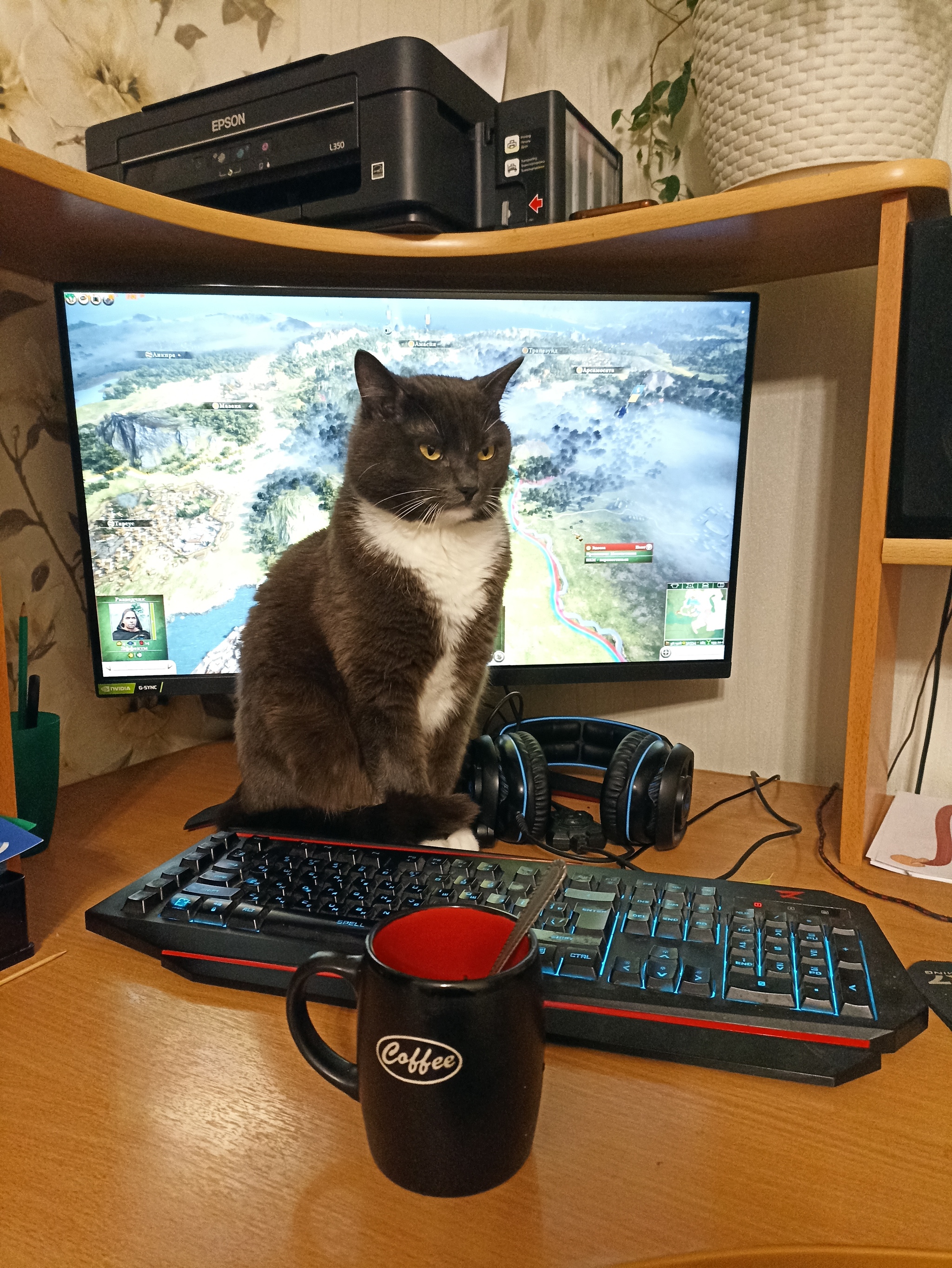 Not the time for fun! - My, cat, Pets, Photo on sneaker, The photo, Total War: Rome 2