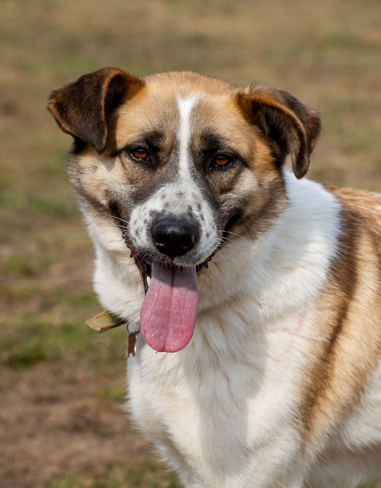 Sheila. 4 years in a shelter, but not at home - My, Shelter, Animal shelter, In good hands, The rescue, Homeless animals, Veterinary, Volunteering, Animal Rescue, Help, Dog, Milota, Moscow, Moscow region, Longpost