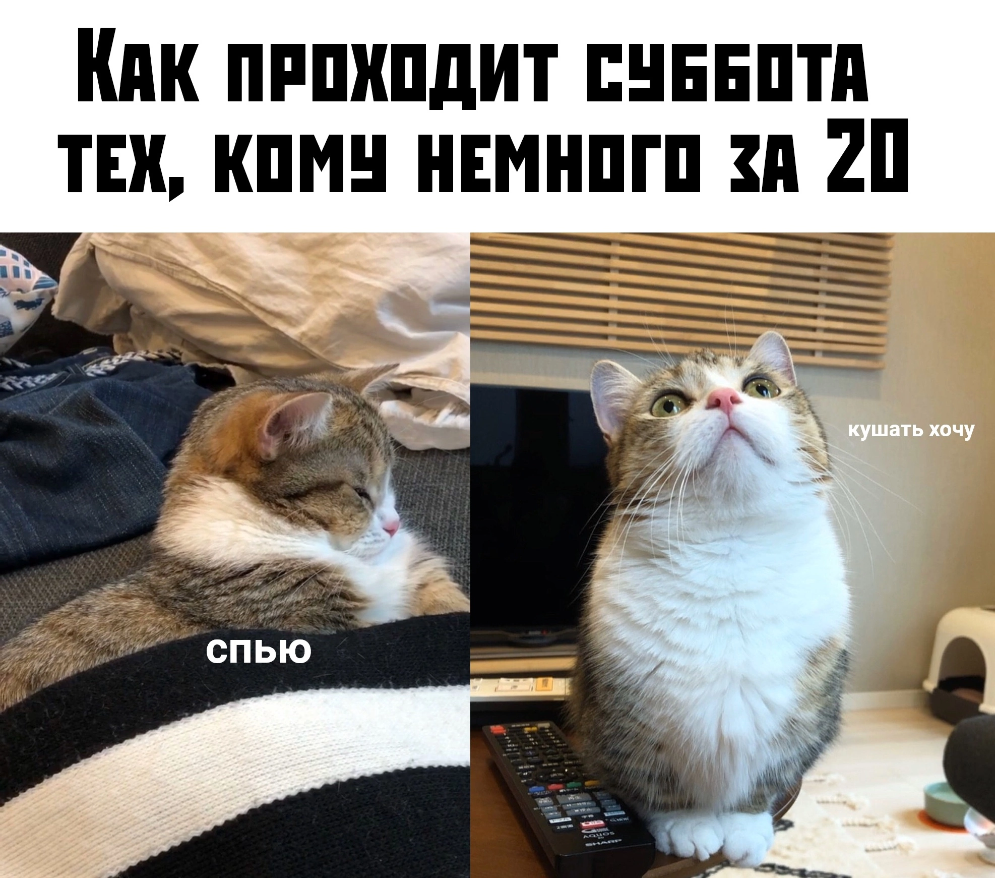 Archive cats 1 - cat, Fat cats, Memes, Longpost, Picture with text