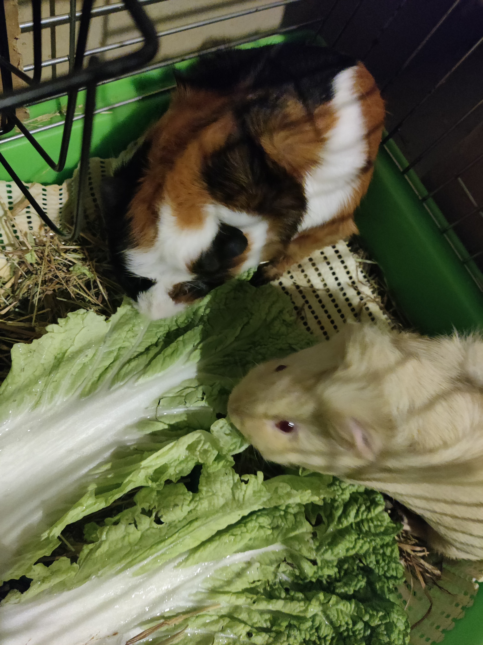 Dinner - My, Guinea pig, Salad, Longpost, Pets