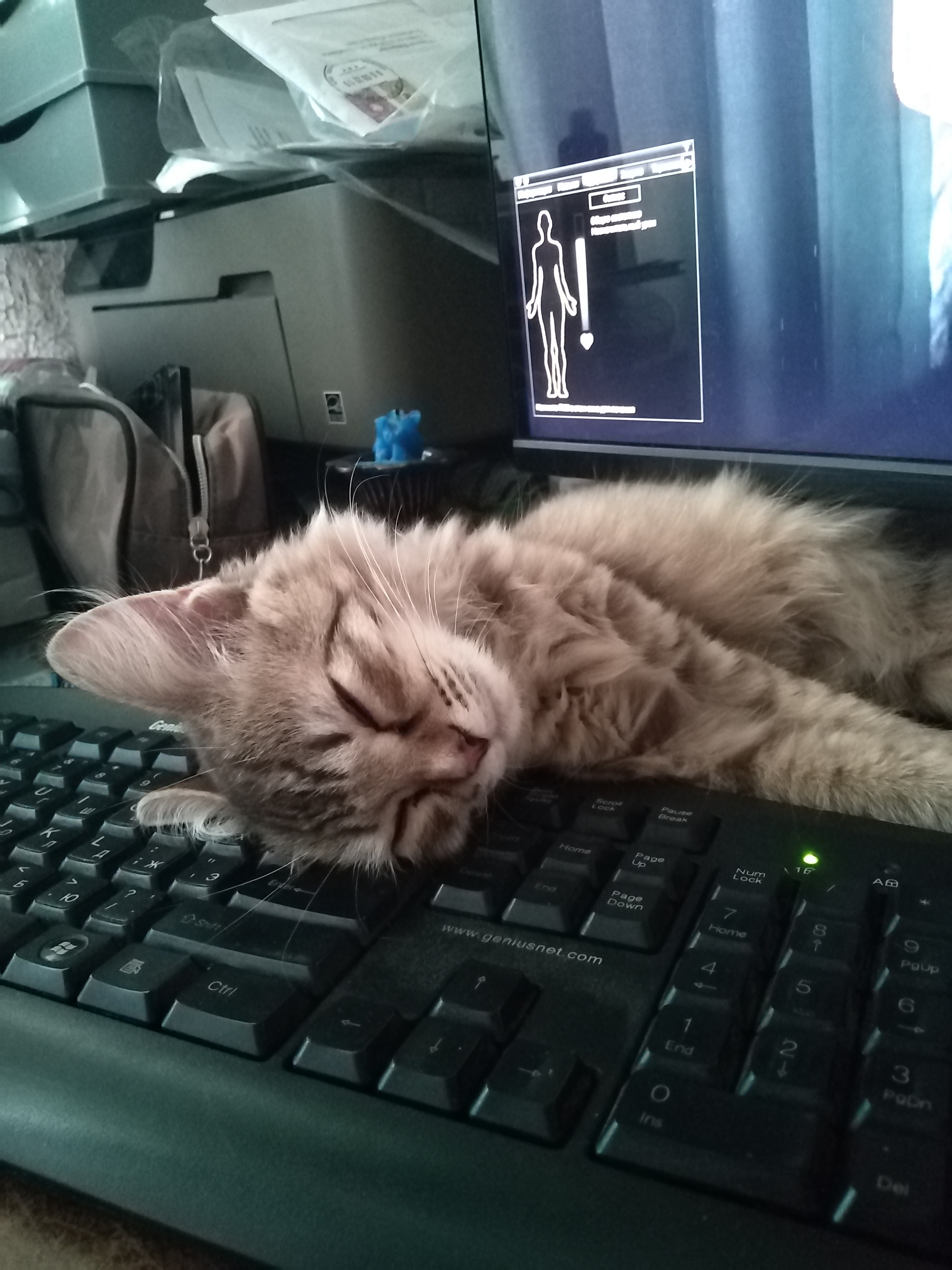 Helps to play in every possible way (no) - My, Pets, Computer games, cat