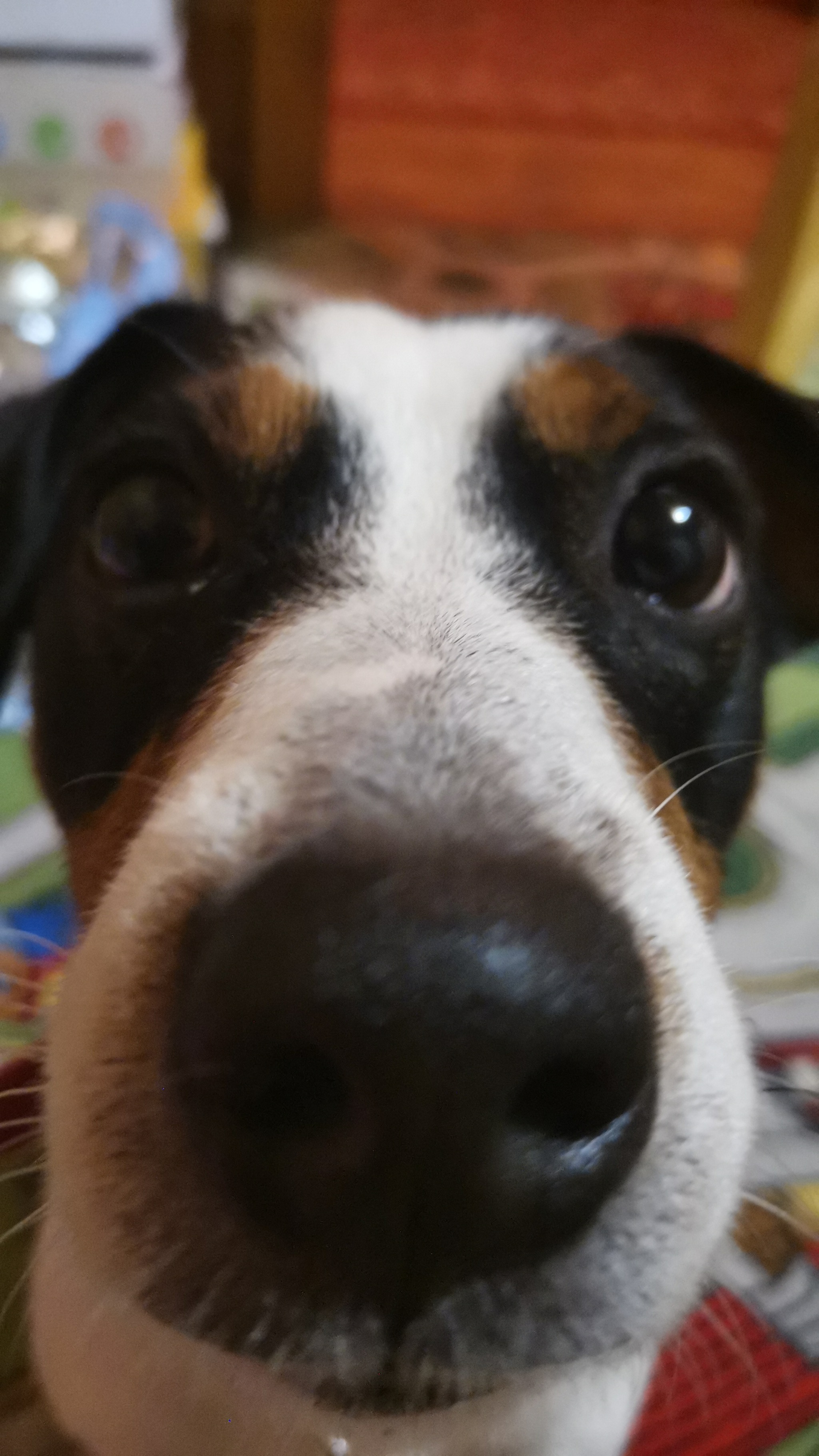 All noses - My, Dog, Nose, Milota, Pets, Friend