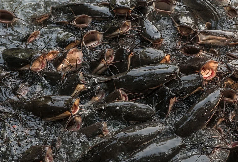 African Clary Catfish: The Waterfowl Super Soldier. Lives without water for two days and adapts to even the harshest conditions - Catfish, A fish, Animal book, Yandex Zen, Longpost