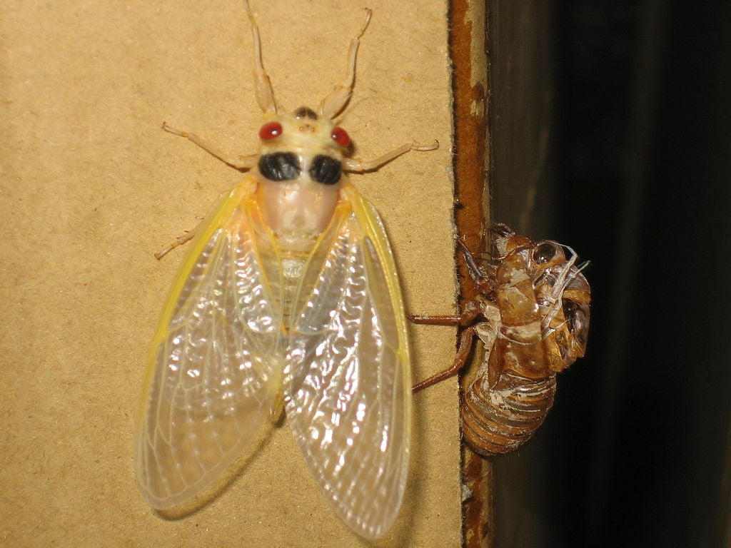 A parasite that turns the host into a zombie obsessed with the desire for sex - My, Biology, Nauchpop, Interesting, Parasites, Cicada