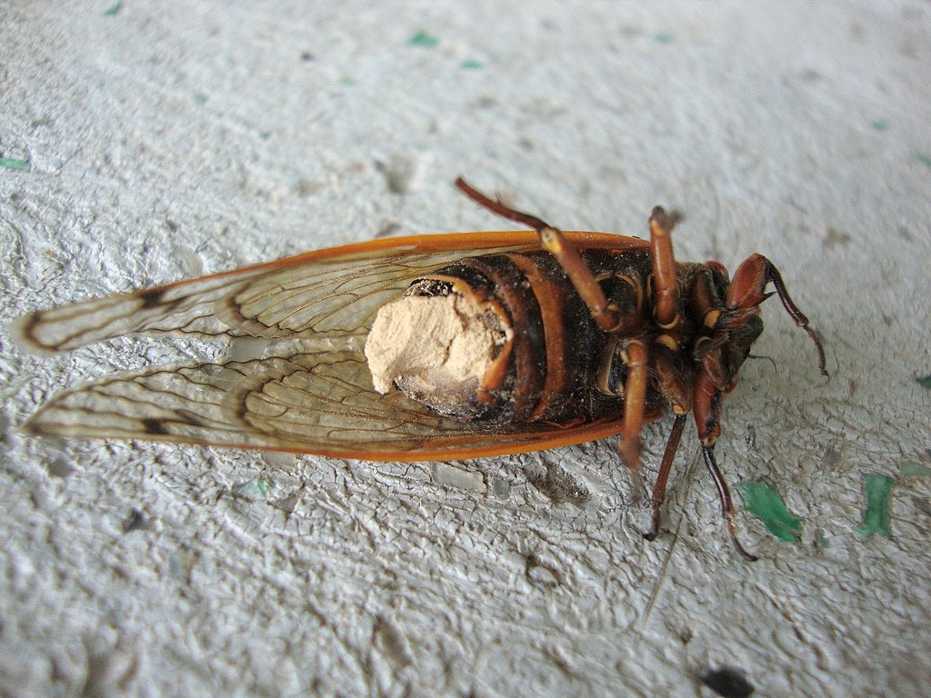 A parasite that turns the host into a zombie obsessed with the desire for sex - My, Biology, Nauchpop, Interesting, Parasites, Cicada