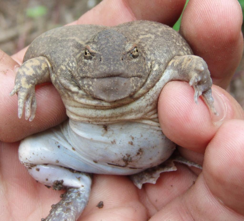 Thai delicacy) - Frogs, Fatness, Amphibians, Informative, Longpost, Animals