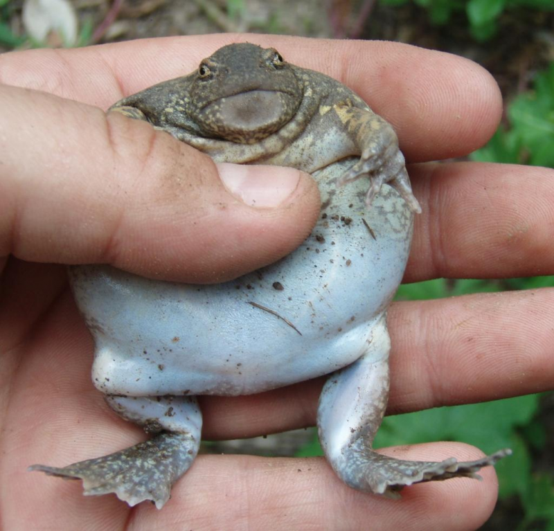 Thai delicacy) - Frogs, Fatness, Amphibians, Informative, Longpost, Animals