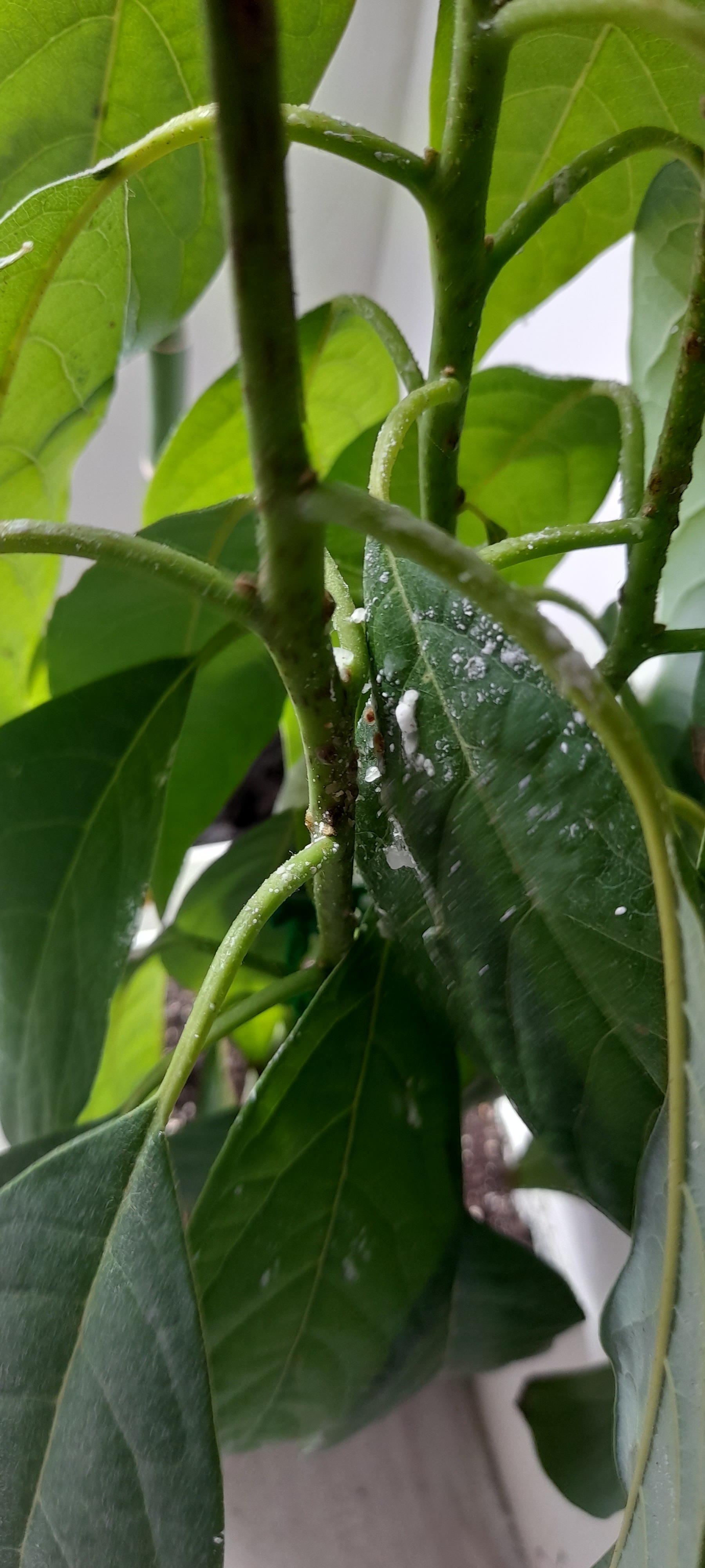 Avocado - My, Plants, Houseplants, Avocado, Longpost