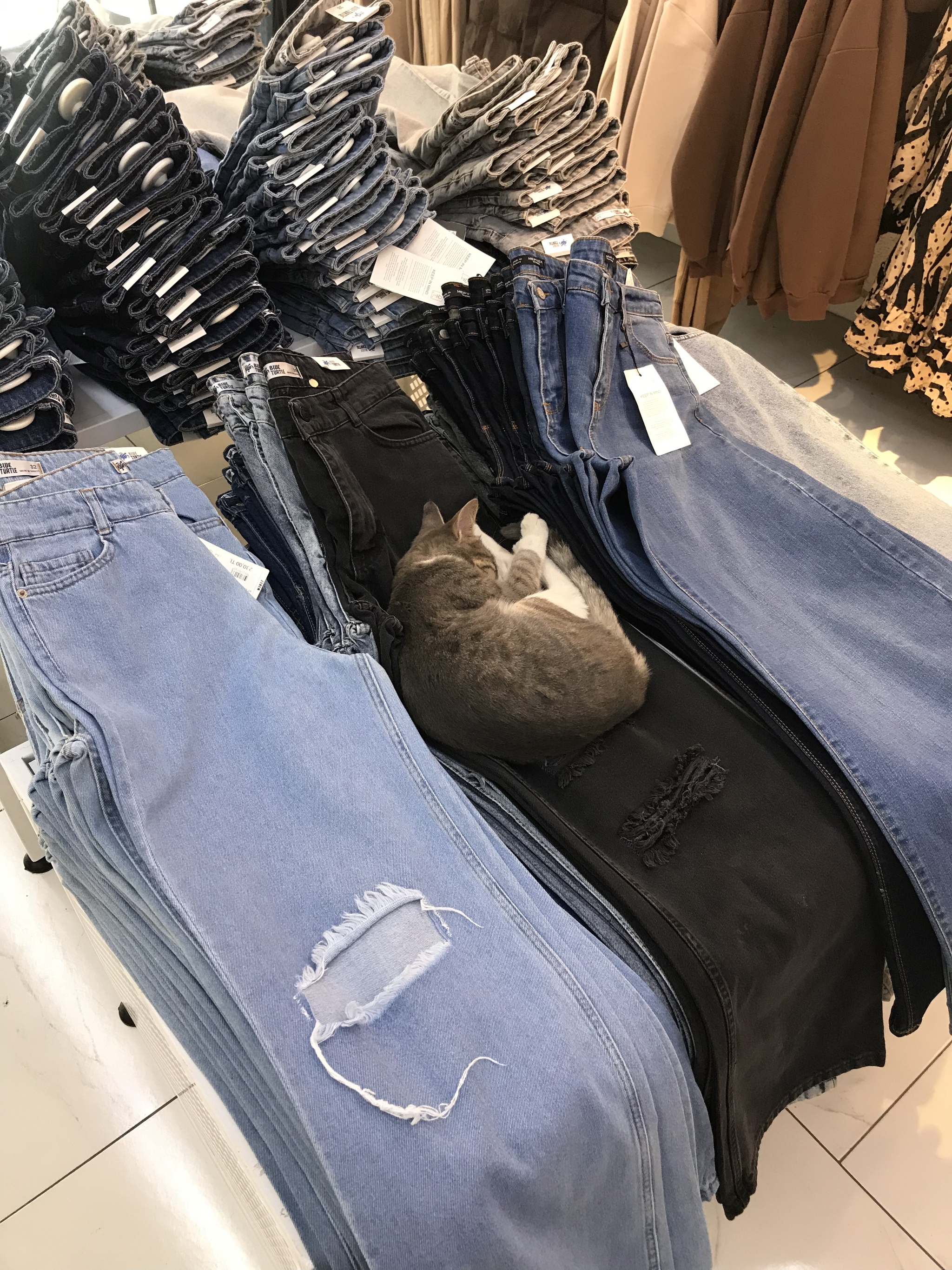 In a women's clothing store - My, cat, Pet the cat, Score, Longpost