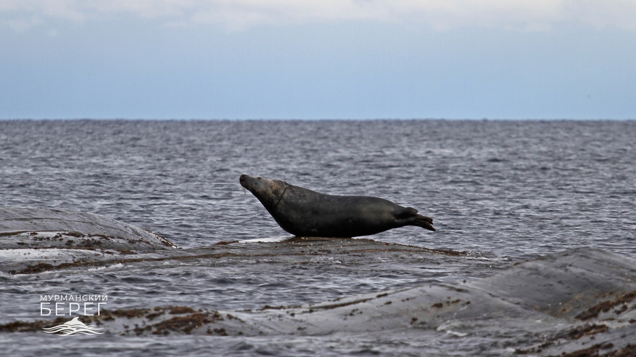 Rock and roll in the Barents Sea - My, Barents Sea, Murmansk, Seal, Cormorants, Guitar, Longpost