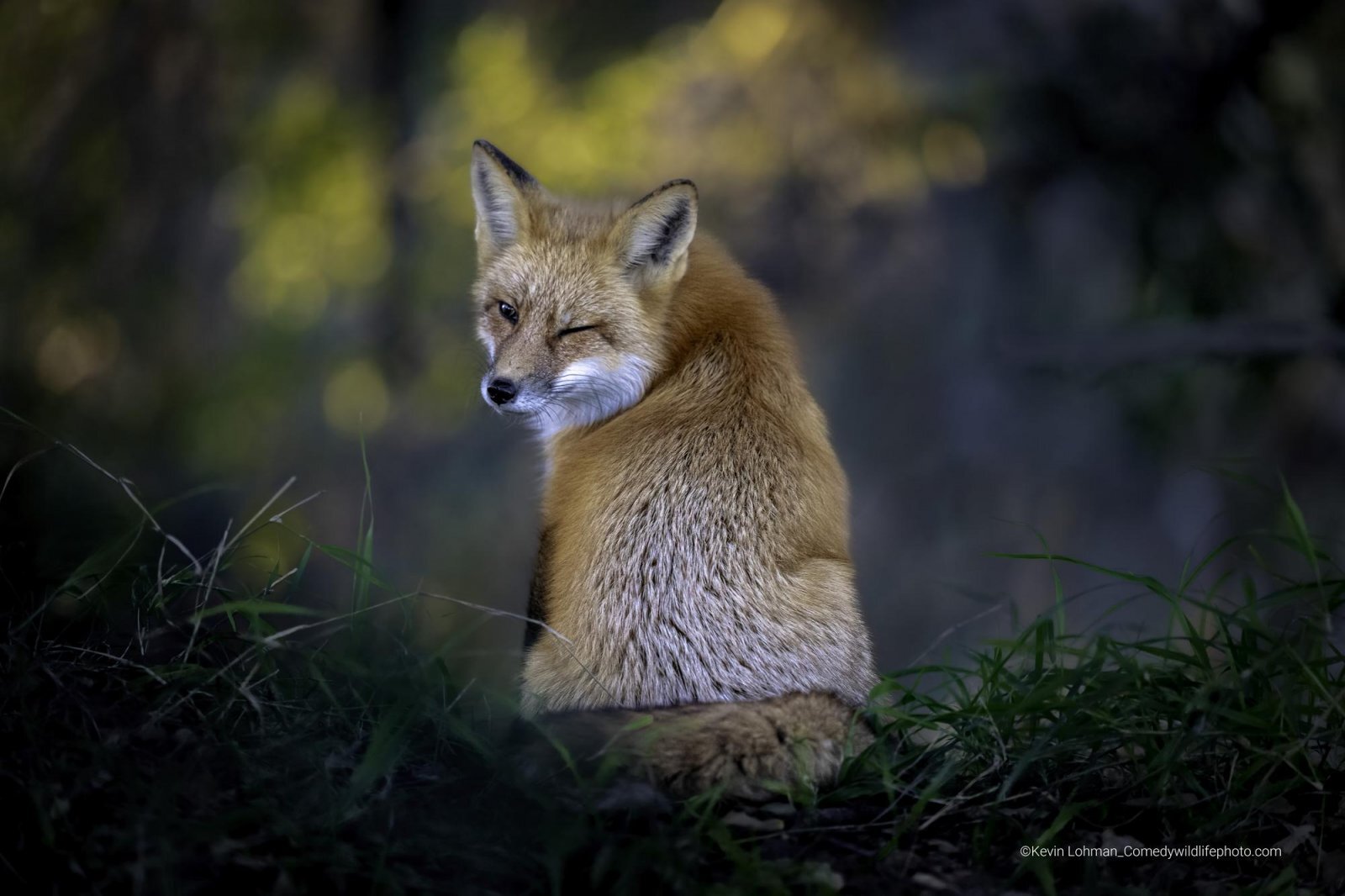 Самые смешные фотографии животных Comedy Wildlife Photography Awards 2022 - Фотография, Животные, Смешные животные, Длиннопост