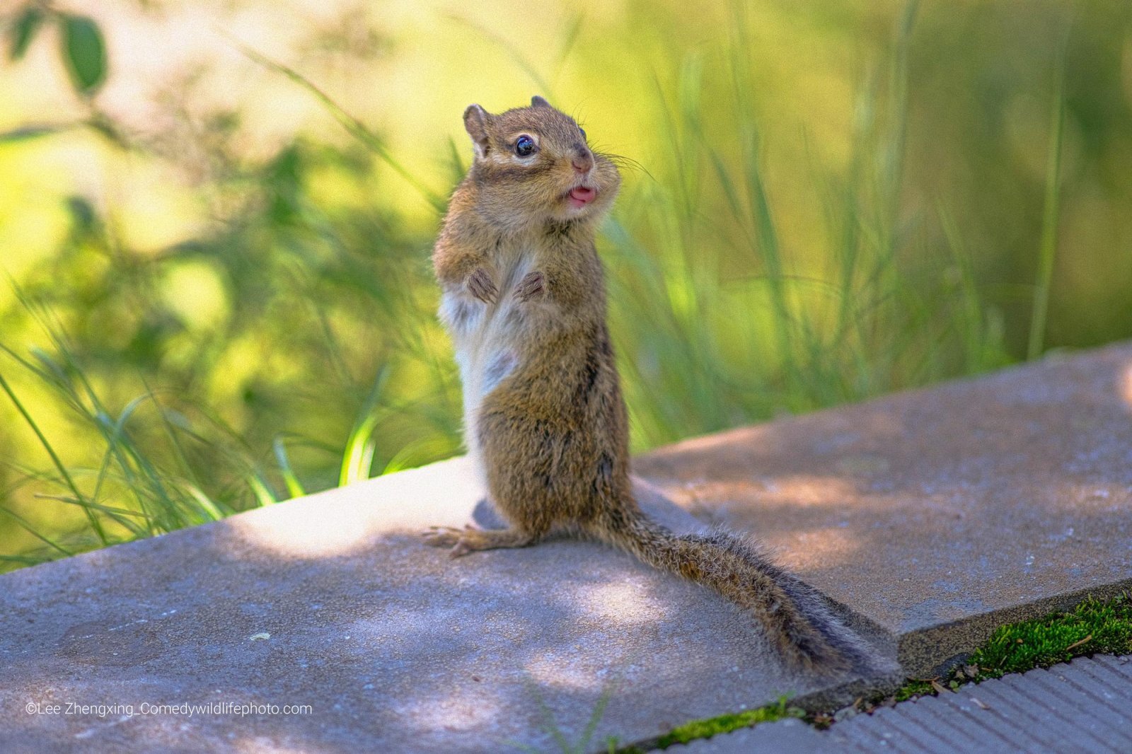 Самые смешные фотографии животных Comedy Wildlife Photography Awards 2022 - Фотография, Животные, Смешные животные, Длиннопост