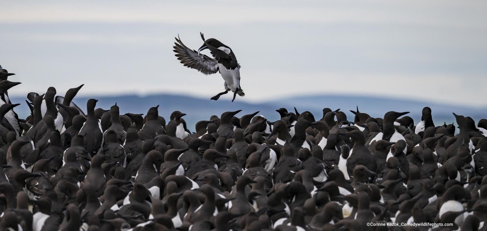 Самые смешные фотографии животных Comedy Wildlife Photography Awards 2022 - Фотография, Животные, Смешные животные, Длиннопост