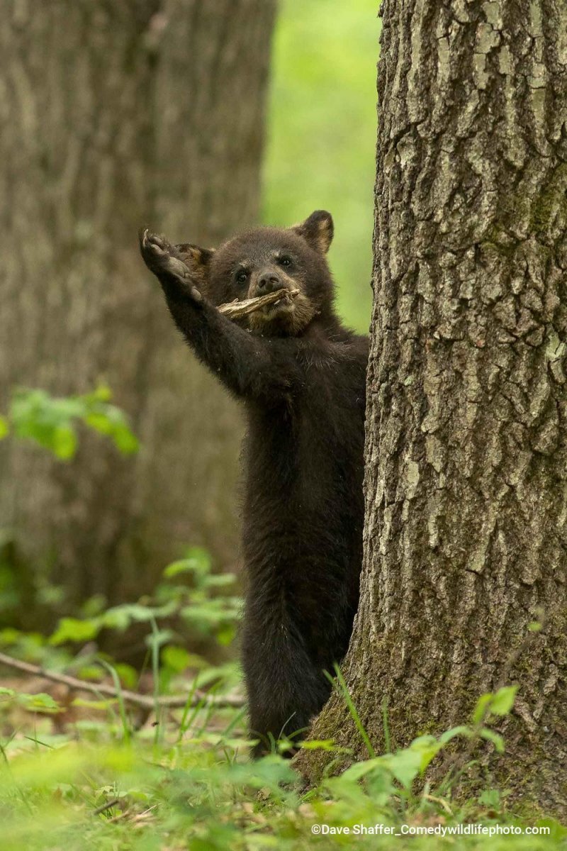 Самые смешные фотографии животных Comedy Wildlife Photography Awards 2022 - Фотография, Животные, Смешные животные, Длиннопост