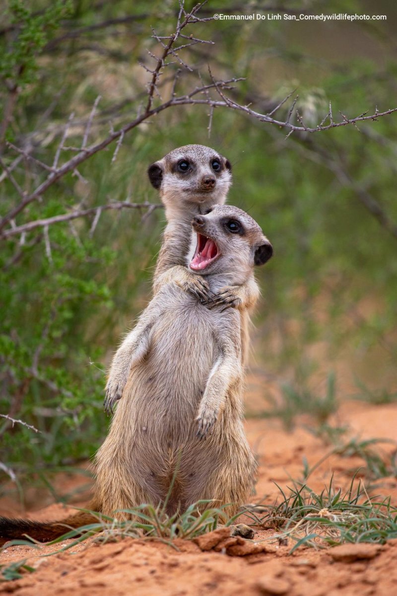 Самые смешные фотографии животных Comedy Wildlife Photography Awards 2022 - Фотография, Животные, Смешные животные, Длиннопост