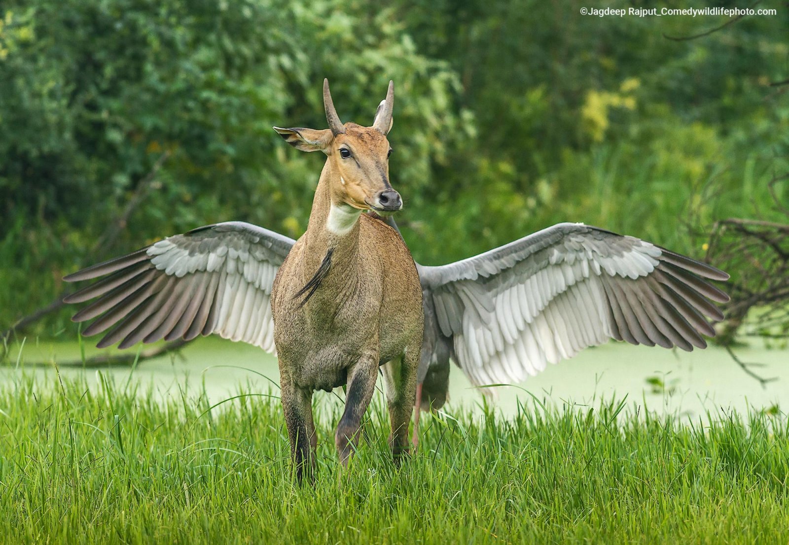 Самые смешные фотографии животных Comedy Wildlife Photography Awards 2022 - Фотография, Животные, Смешные животные, Длиннопост