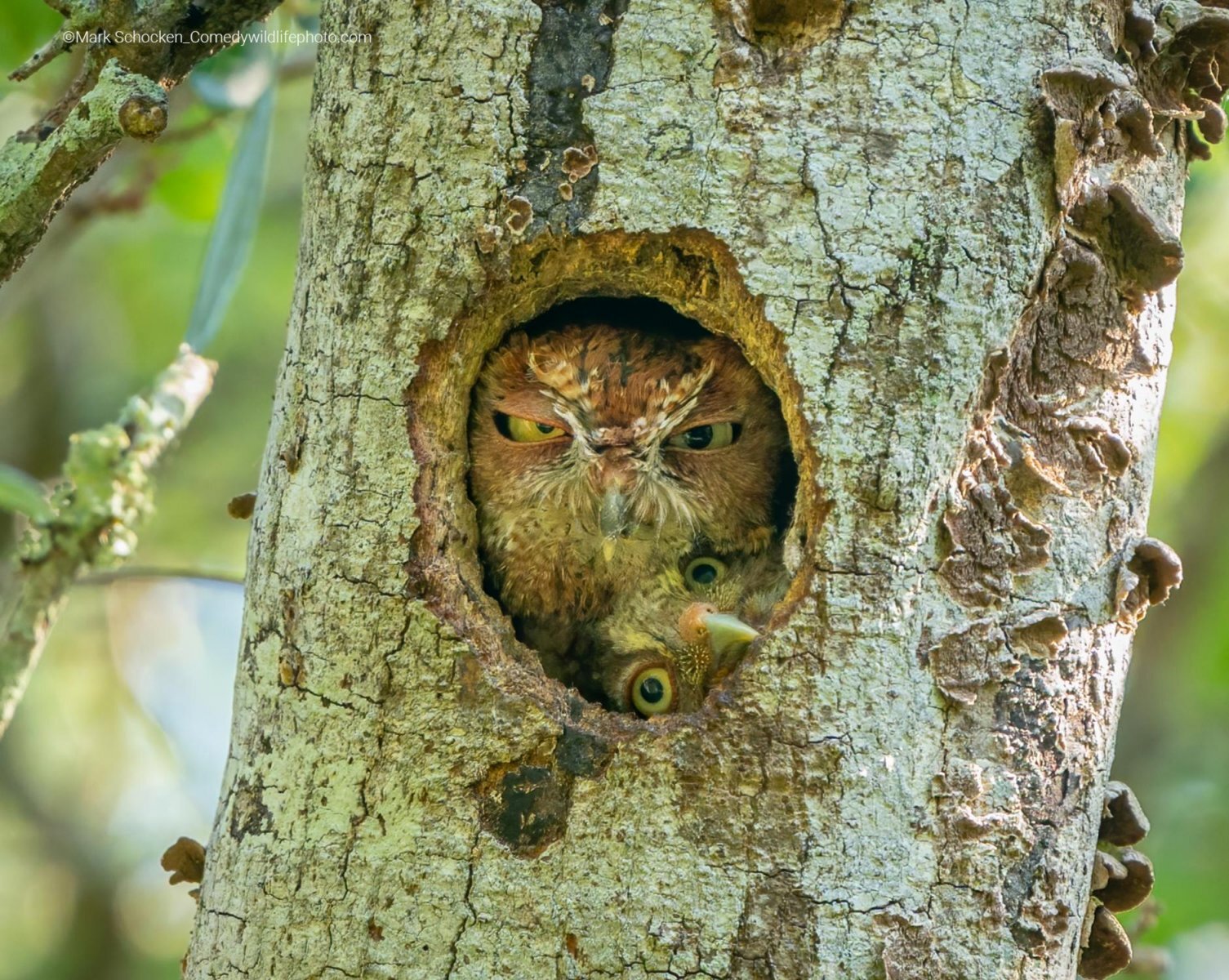 Самые смешные фотографии животных Comedy Wildlife Photography Awards 2022 - Фотография, Животные, Смешные животные, Длиннопост