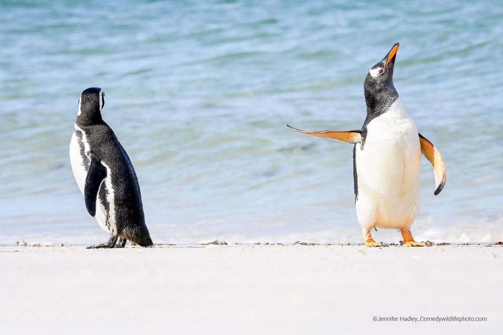 Самые смешные фотографии животных Comedy Wildlife Photography Awards 2022 - Фотография, Животные, Смешные животные, Длиннопост