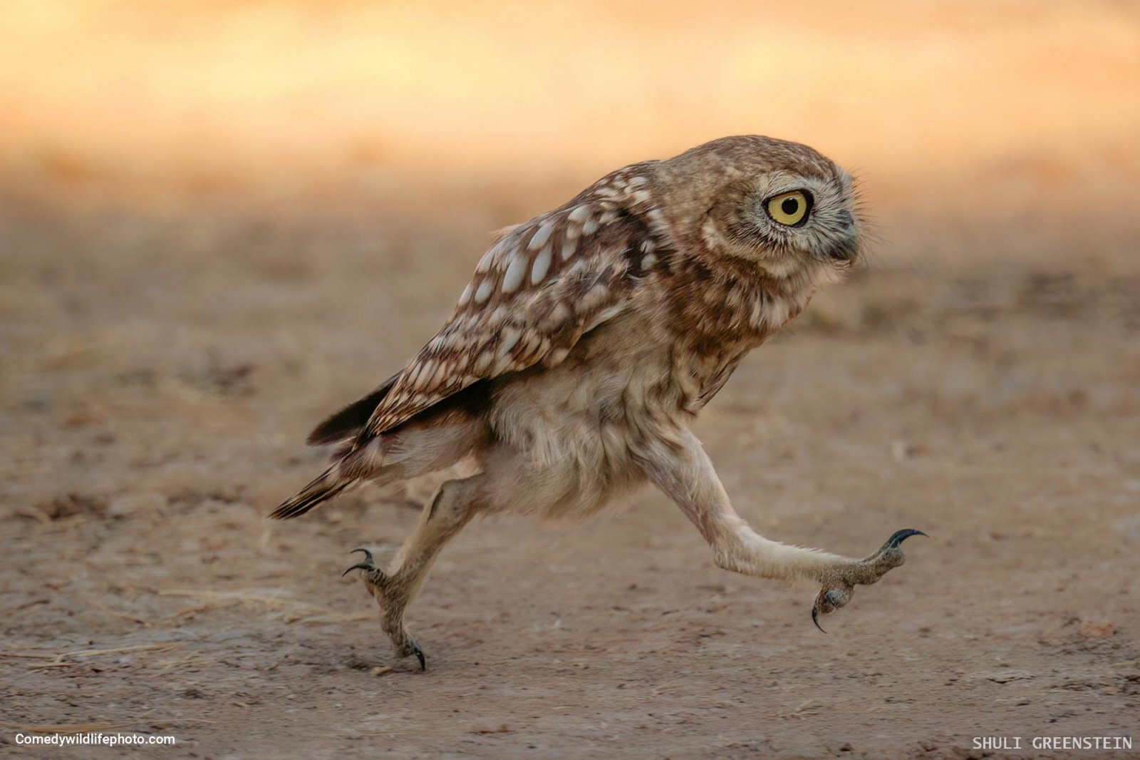 Самые смешные фотографии животных Comedy Wildlife Photography Awards 2022 - Фотография, Животные, Смешные животные, Длиннопост