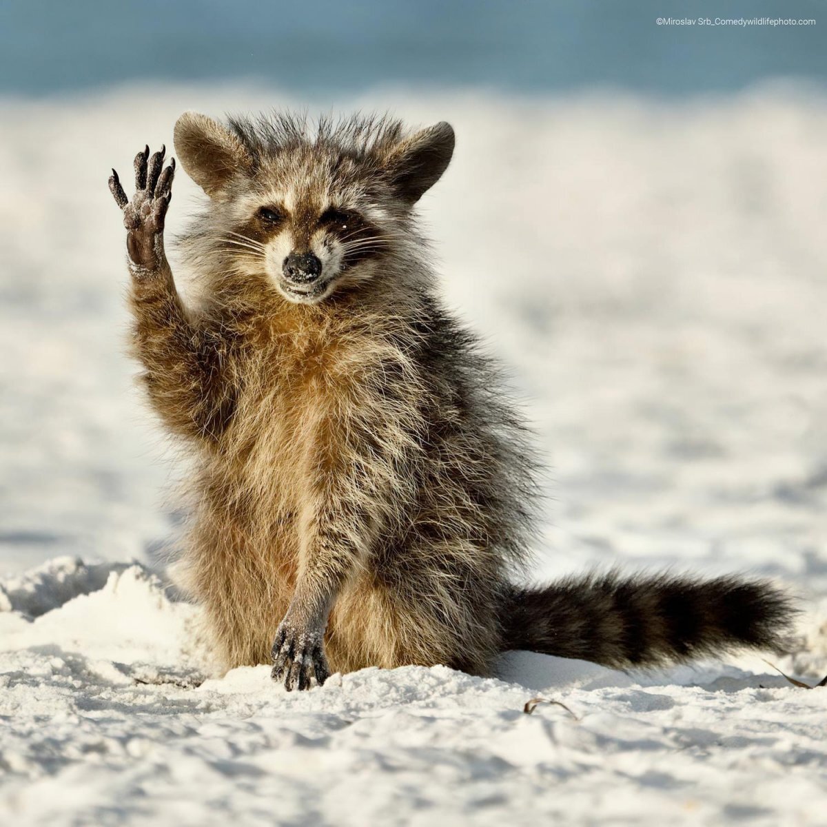 Самые смешные фотографии животных Comedy Wildlife Photography Awards 2022 - Фотография, Животные, Смешные животные, Длиннопост