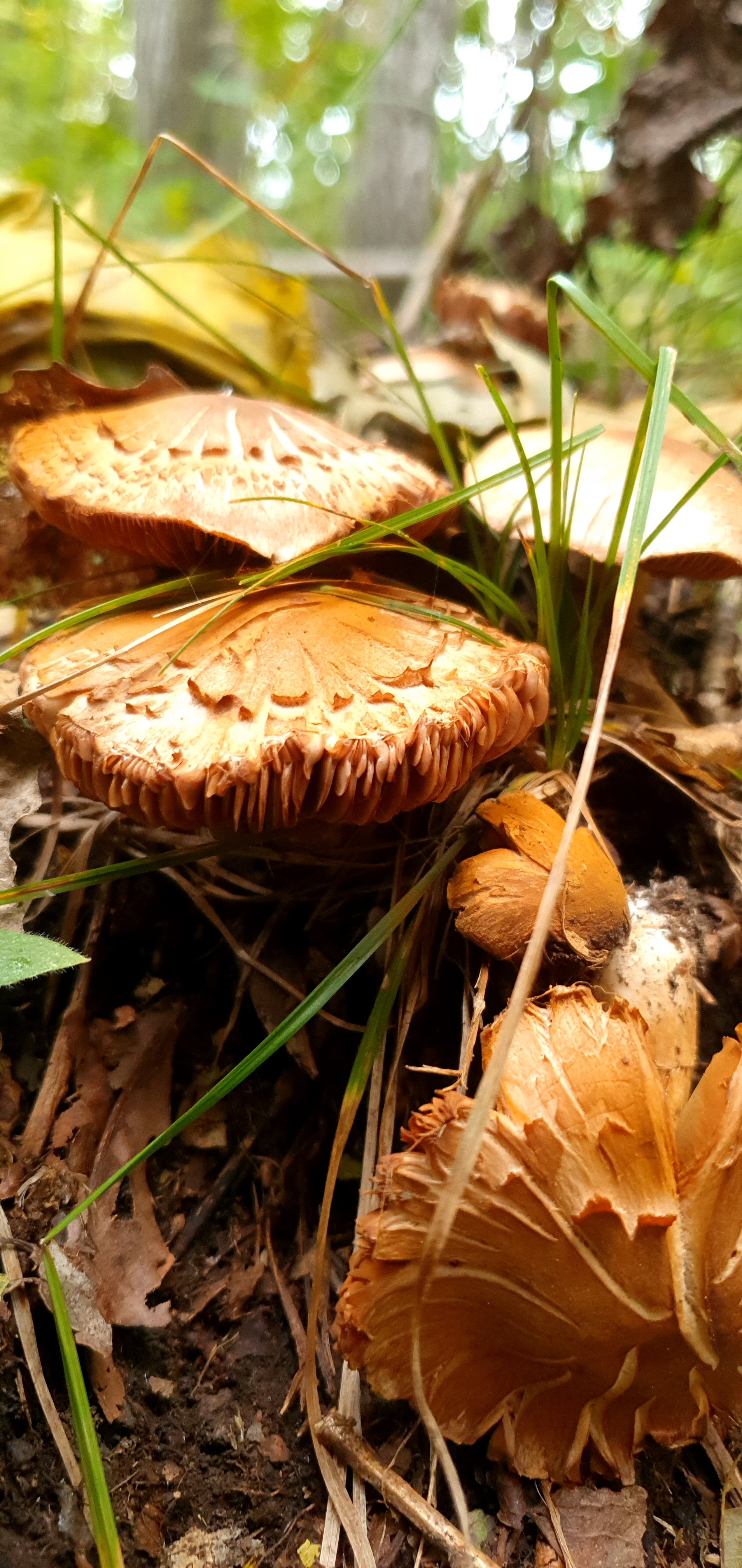 Not a single mushroom picker was injured. - My, Autumn, Mushrooms, Mobile photography, Macro photography