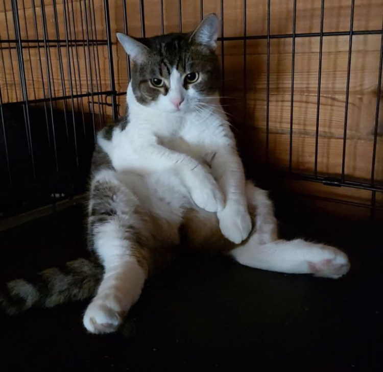 Afonya believes and waits! - Moscow, cat, No rating, Helping animals, Volunteering, Pets