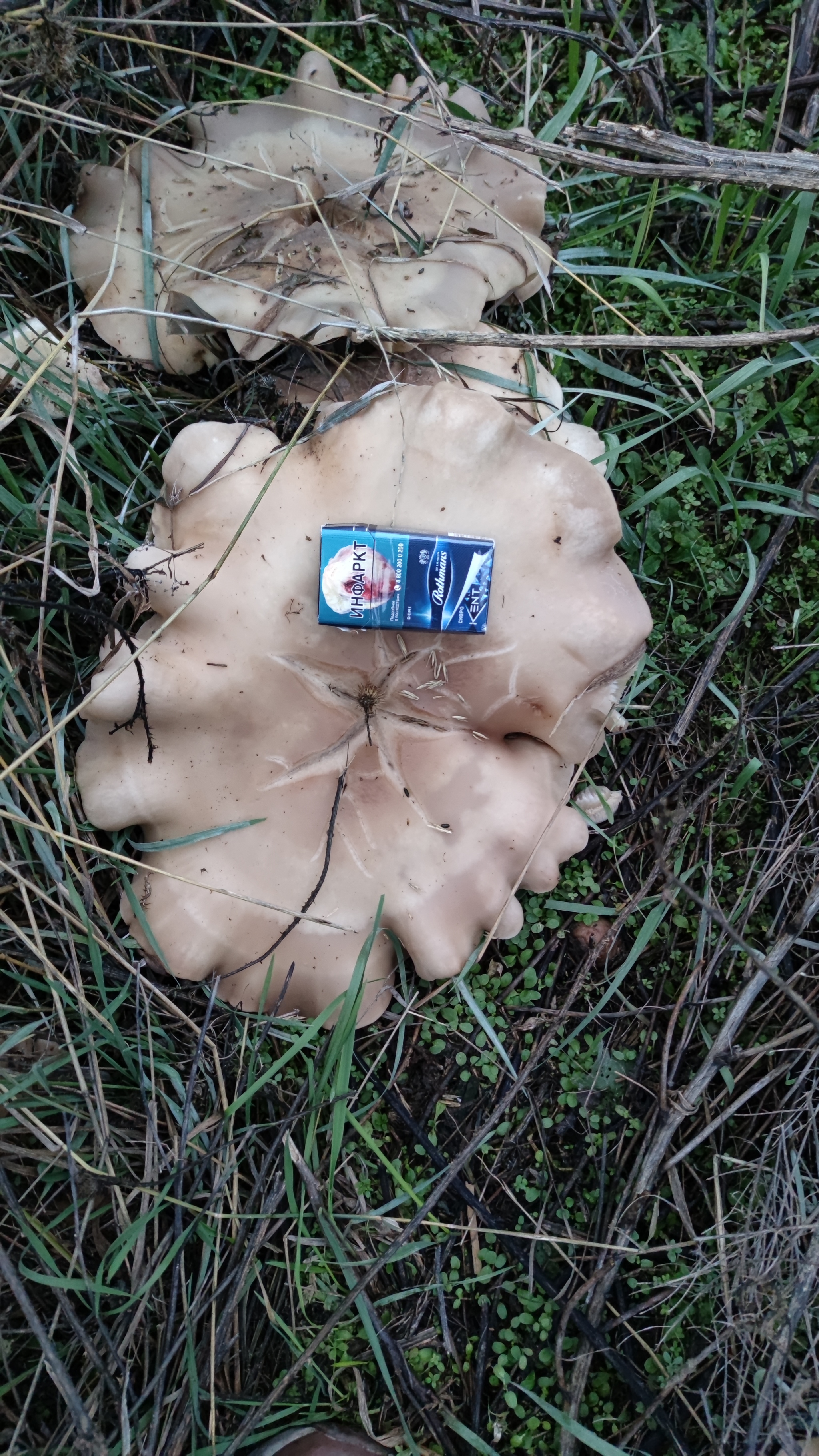 Mushroom - My, Mushrooms, Photo on sneaker, Autumn, Longpost