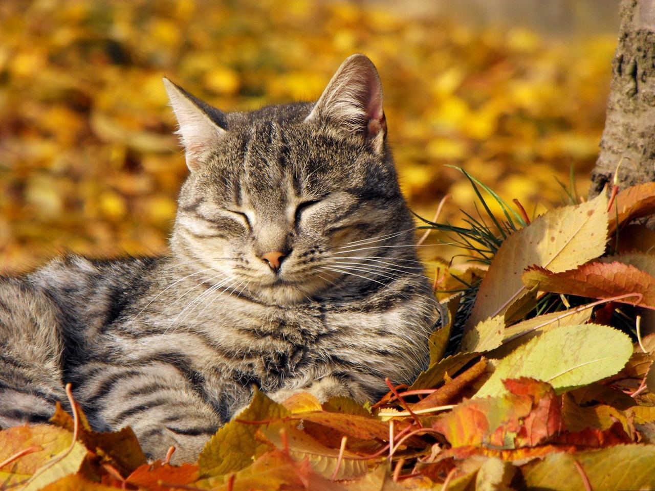 How I want to be serene, and not that's all. - cat, Autumn, Serenity